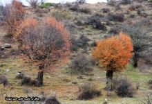 گزارش تصویری از فصل پاییز در جنگل ابر شاهرود